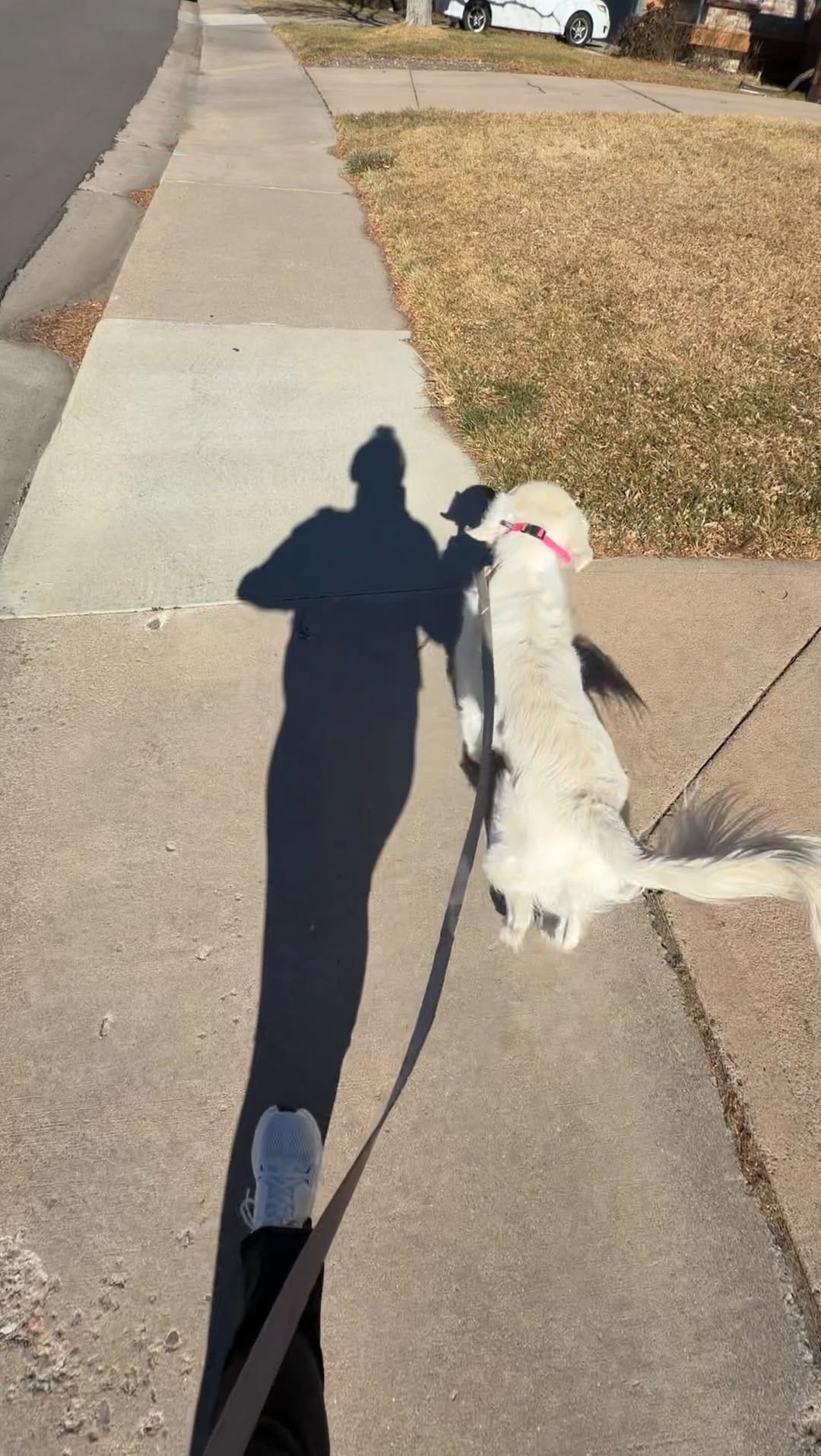 Post 7 by Britt & Rosie 🐶 on Instagram (video)