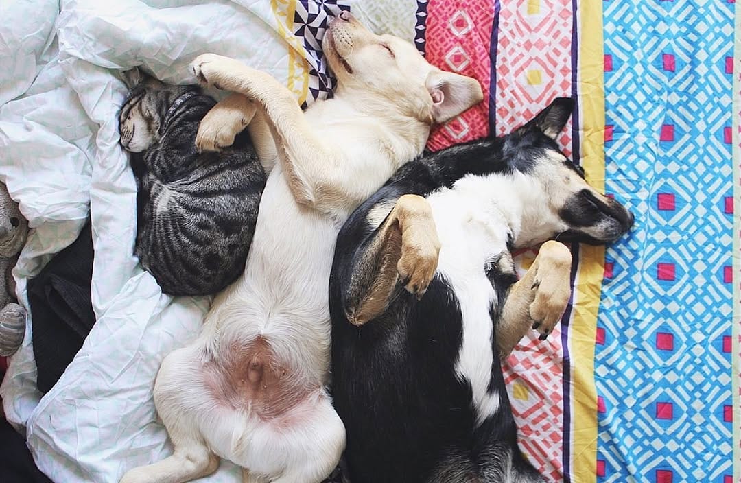Post 2 by T i l l y & D u g on Instagram (image)