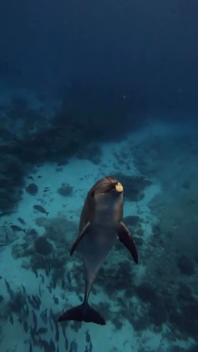 Post 2 by Master Reef Guides on Instagram (video)