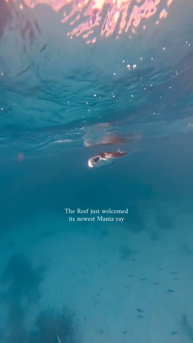 Post 6 by Master Reef Guides on Instagram (video)