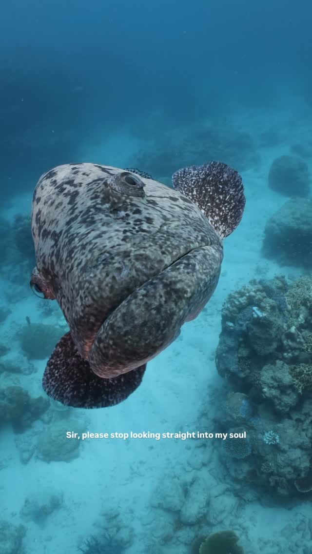 Post 9 by Master Reef Guides on Instagram (video)