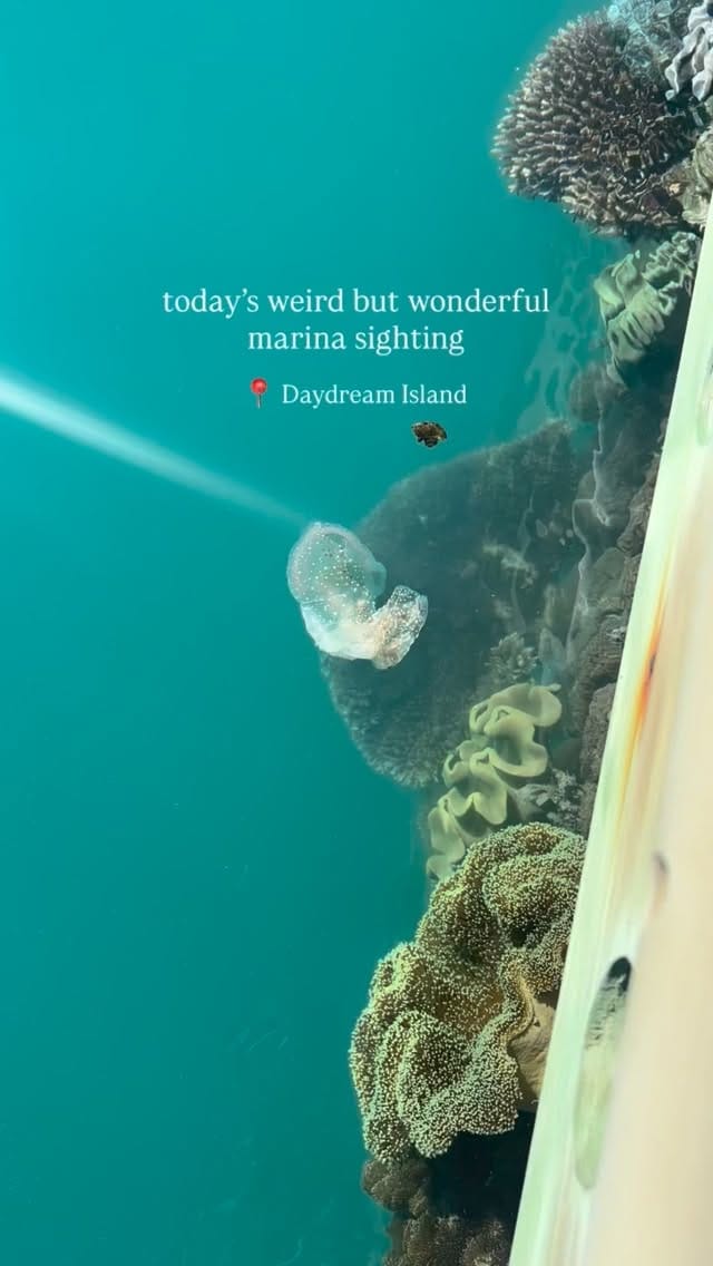 Post 4 by Master Reef Guides on Instagram (video)