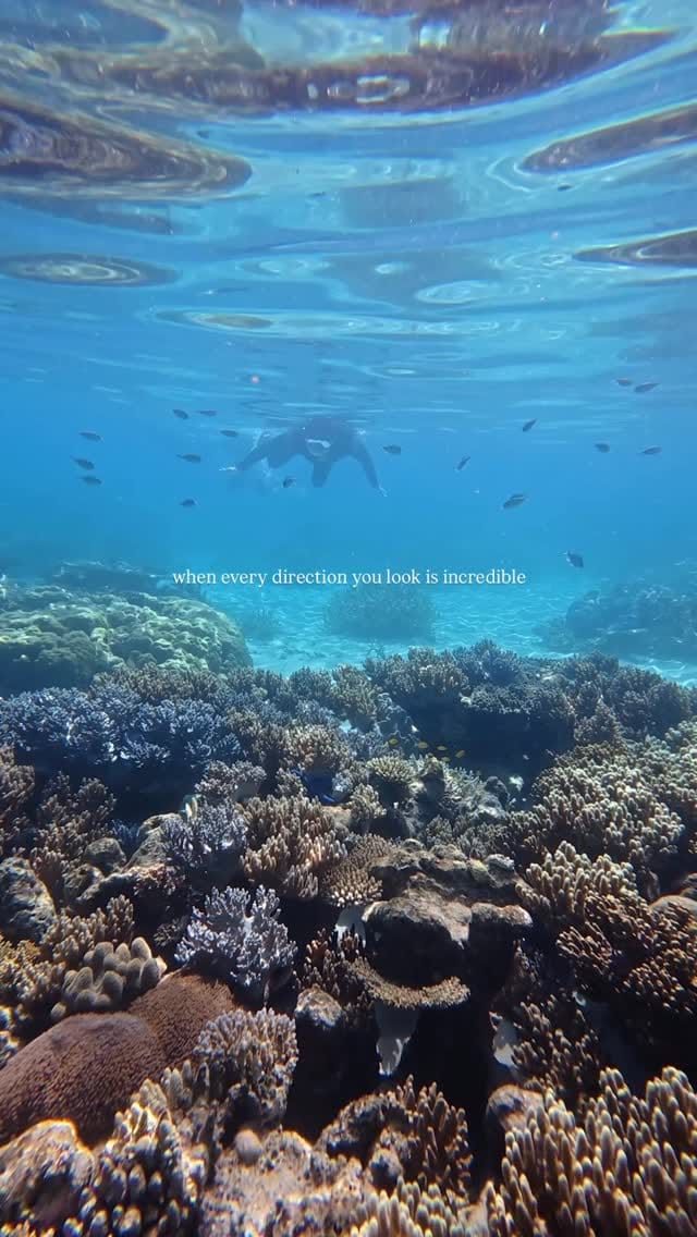Post 8 by Master Reef Guides on Instagram (video)