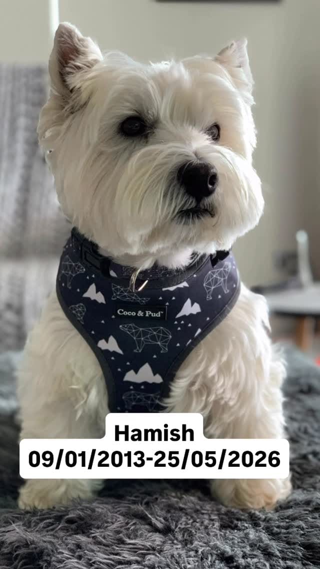 Post 1 by Hamish and Jazz on Instagram (video)