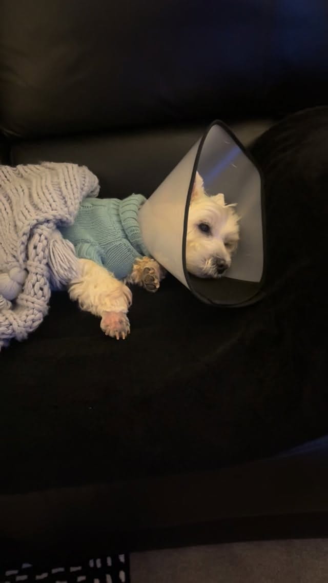 Post 3 by Hamish and Jazz on Instagram (video)