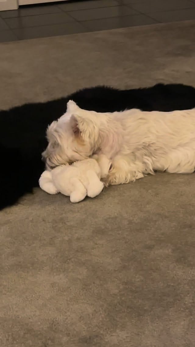 Post 8 by Hamish and Jazz on Instagram (video)