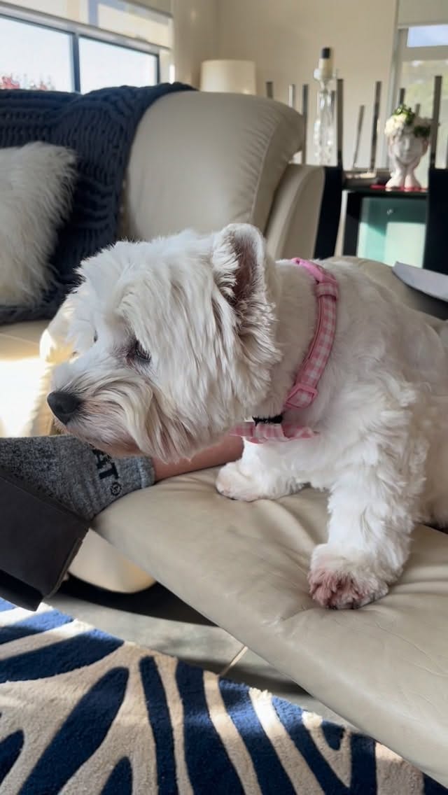 Post 4 by Hamish and Jazz on Instagram (video)