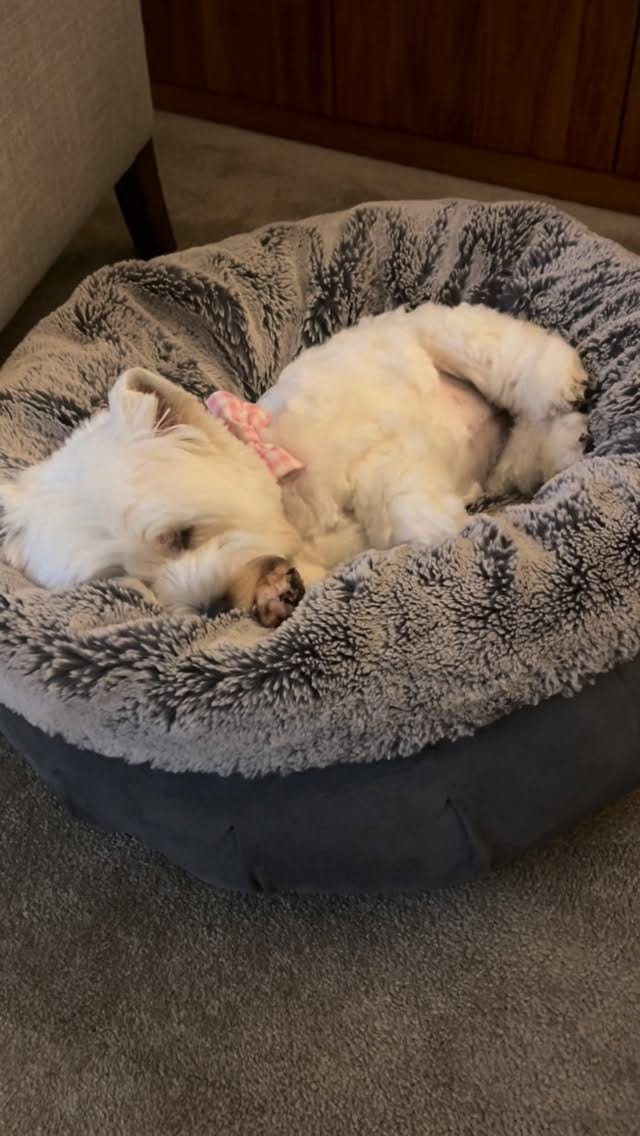 Post 5 by Hamish and Jazz on Instagram (video)