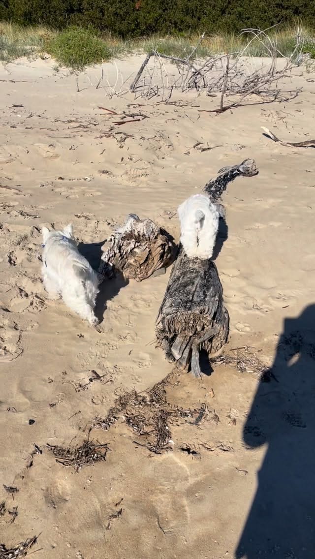 Post 10 by Hamish and Jazz on Instagram (video)