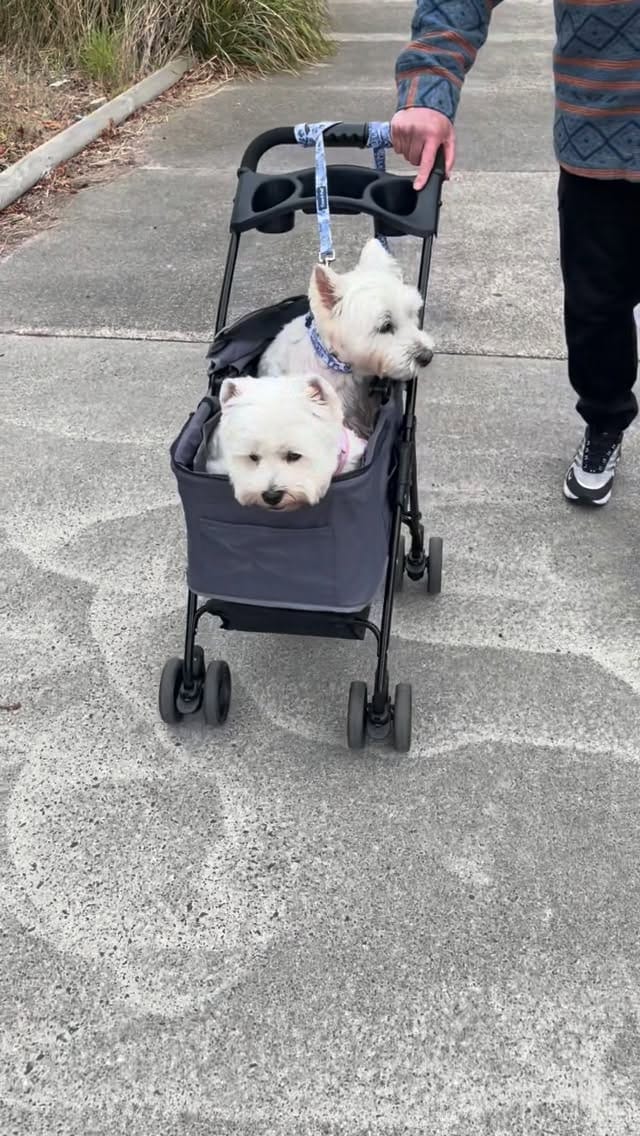 Post 2 by Hamish and Jazz on Instagram (video)