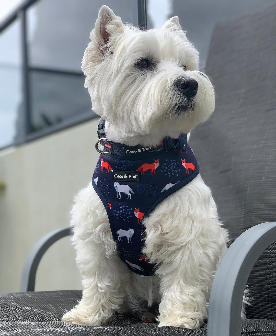 Post 9 by Hamish and Jazz on Instagram (image)