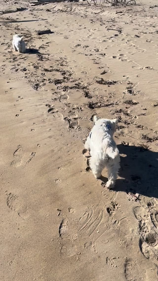 Post 7 by Hamish and Jazz on Instagram (video)