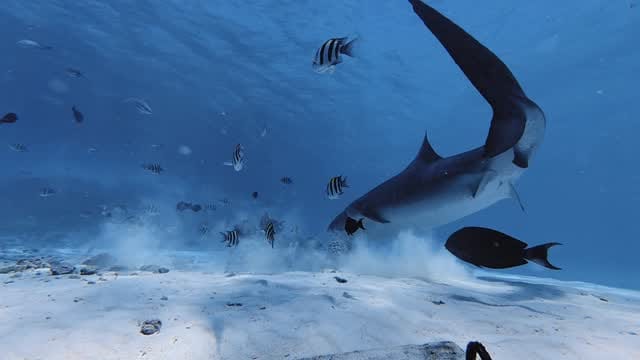 Post 4 by Adam Sellars on Instagram (video)