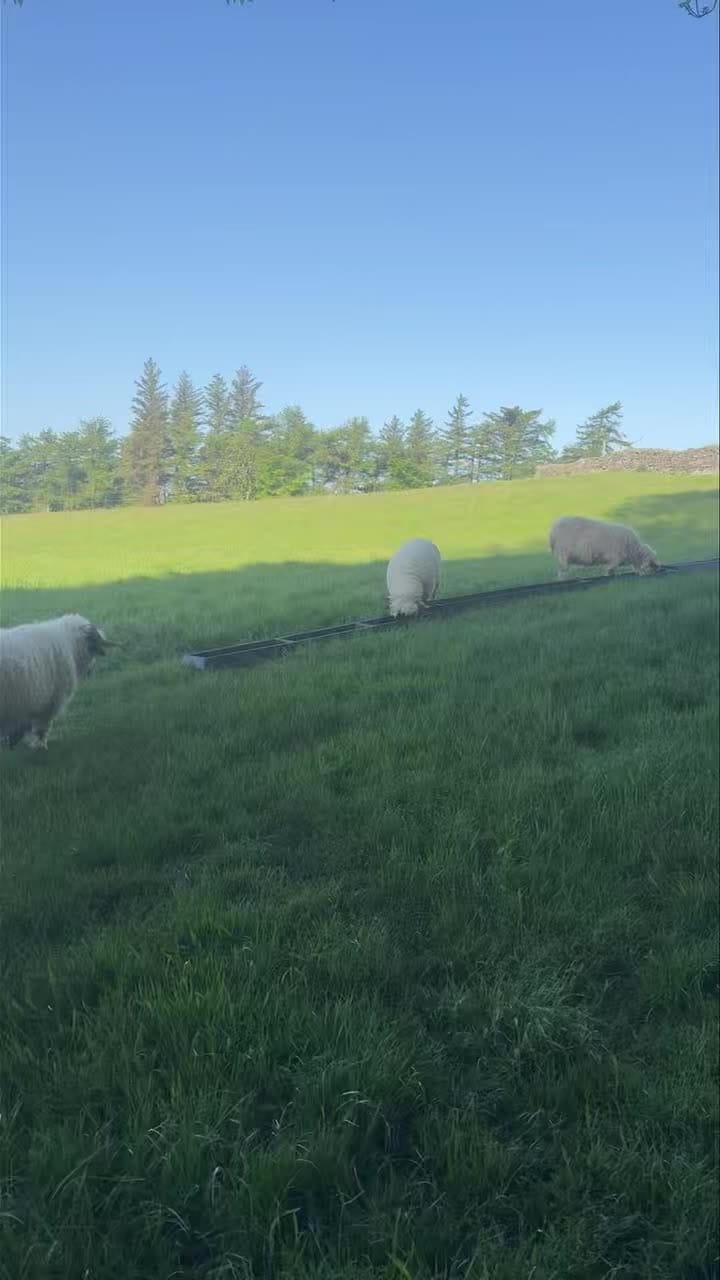 Post 2 by Valais Blacknose Lakeland on Instagram (video)