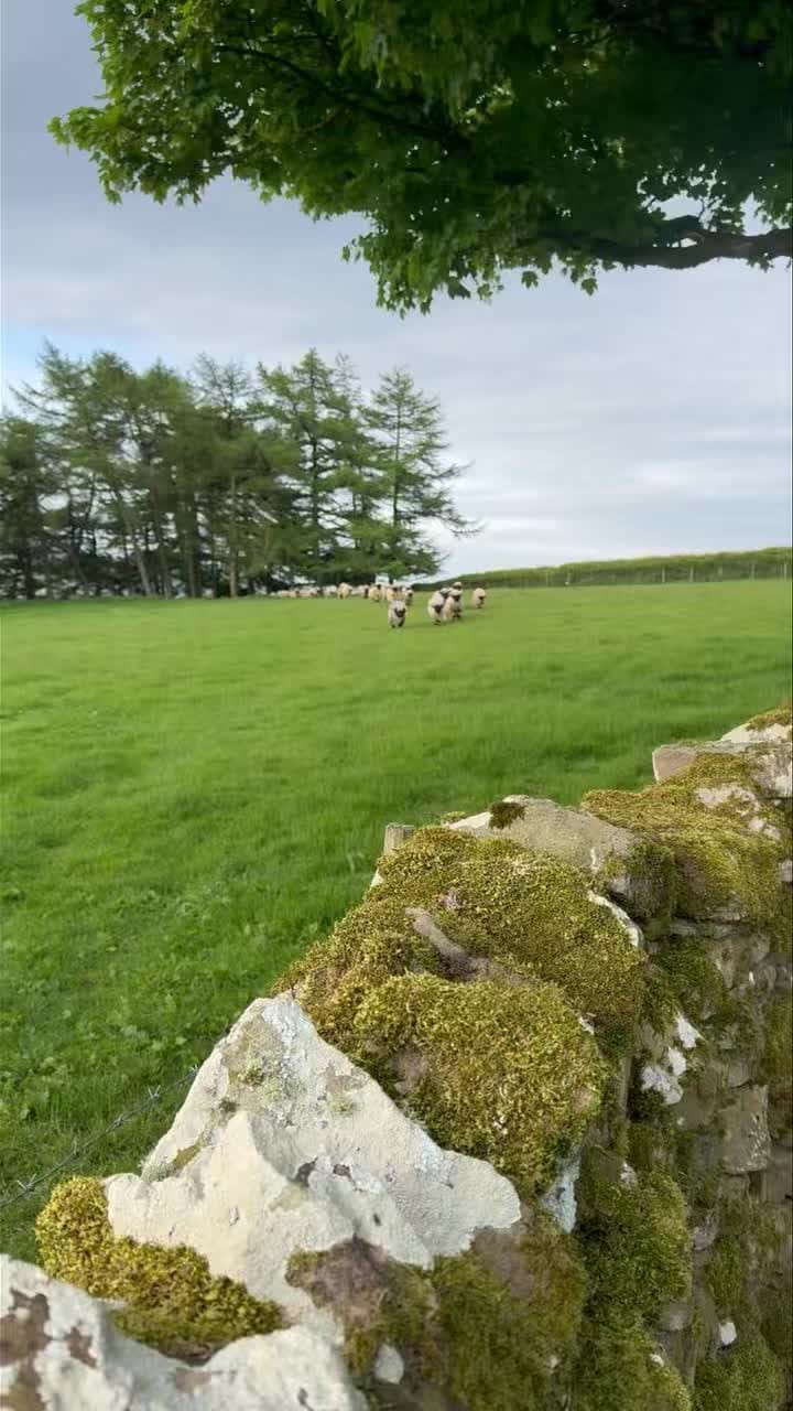 Post 4 by Valais Blacknose Lakeland on Instagram (video)