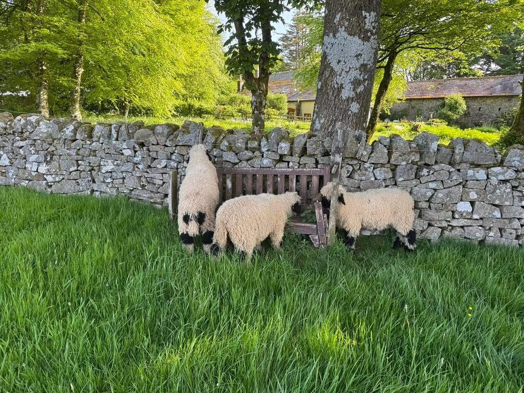 Post 1 by Valais Blacknose Lakeland on Instagram (image)