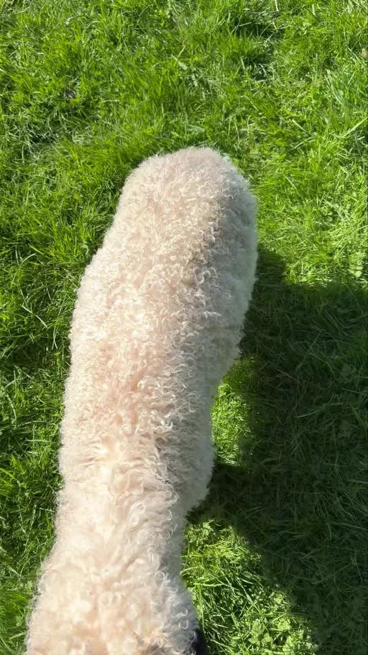 Post 6 by Valais Blacknose Lakeland on Instagram (video)