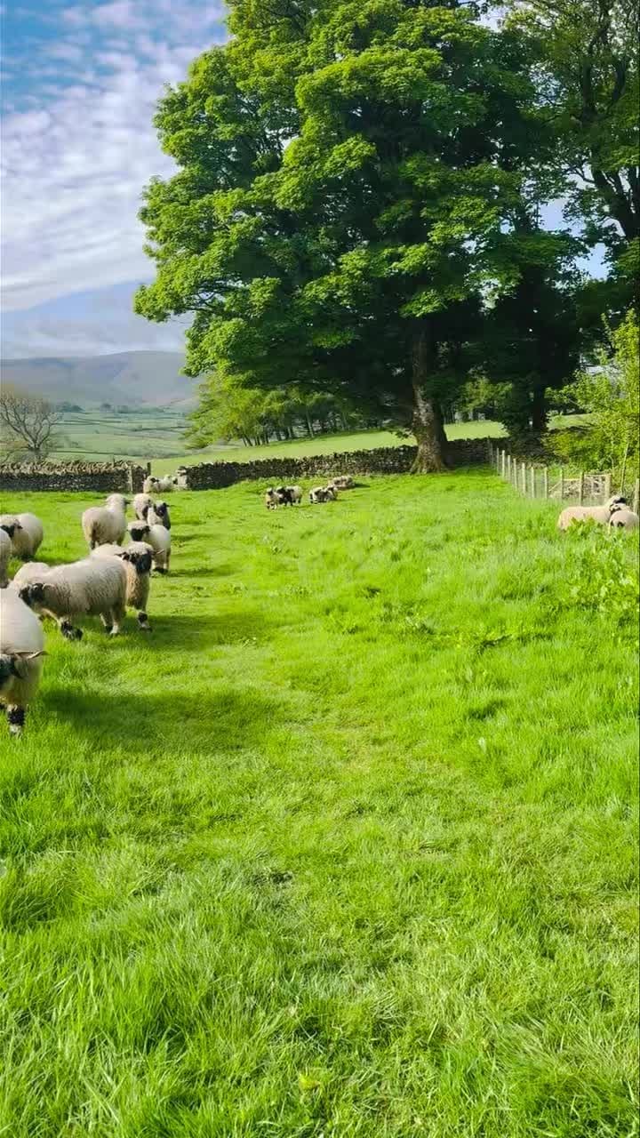 Post 8 by Valais Blacknose Lakeland on Instagram (video)