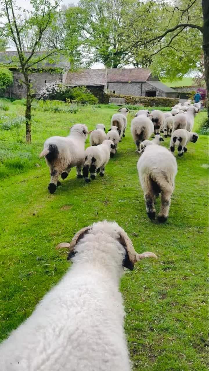 Post 10 by Valais Blacknose Lakeland on Instagram (video)