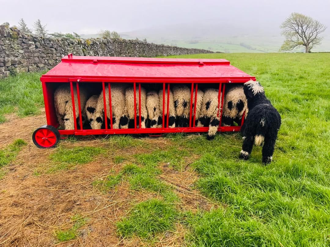 Post 5 by Valais Blacknose Lakeland on Instagram (image)
