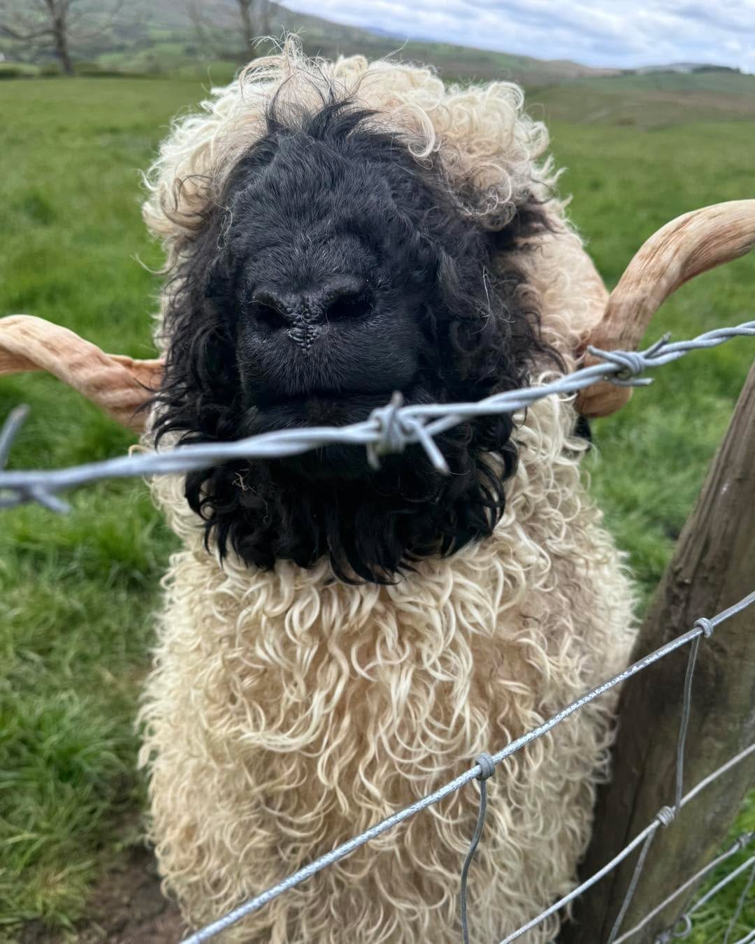 Post 7 by Valais Blacknose Lakeland on Instagram (image)