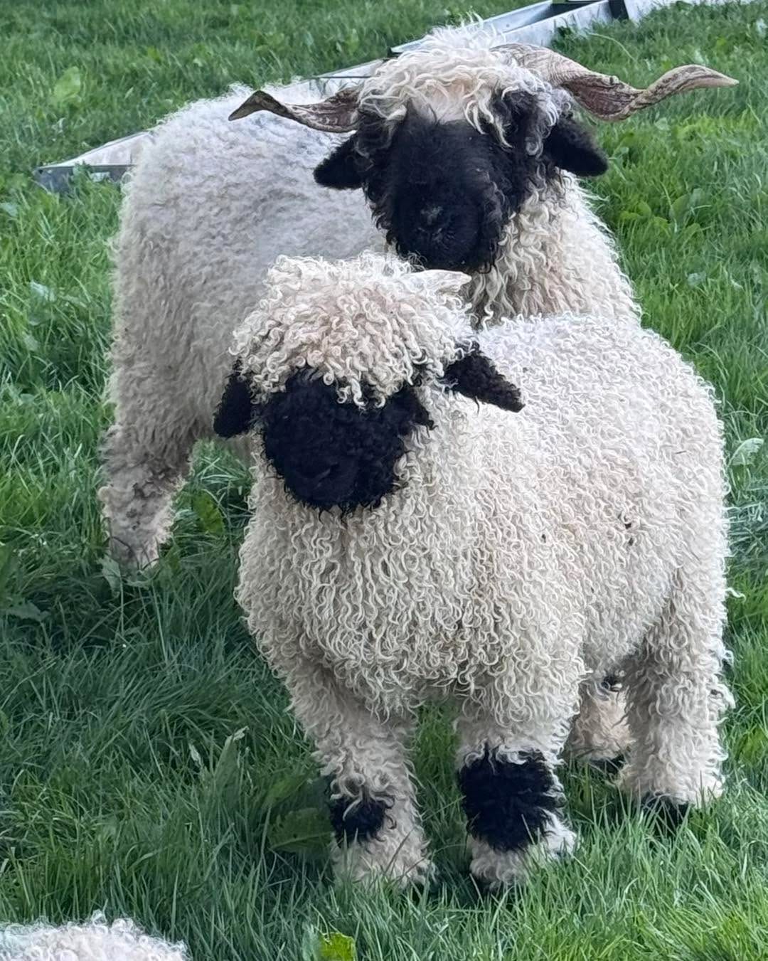 Post 9 by Valais Blacknose Lakeland on Instagram (image)