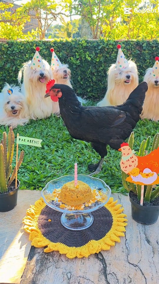 Post 3 by Beatriz Kochanski 🐶🐾💖🐩 on Instagram (video)