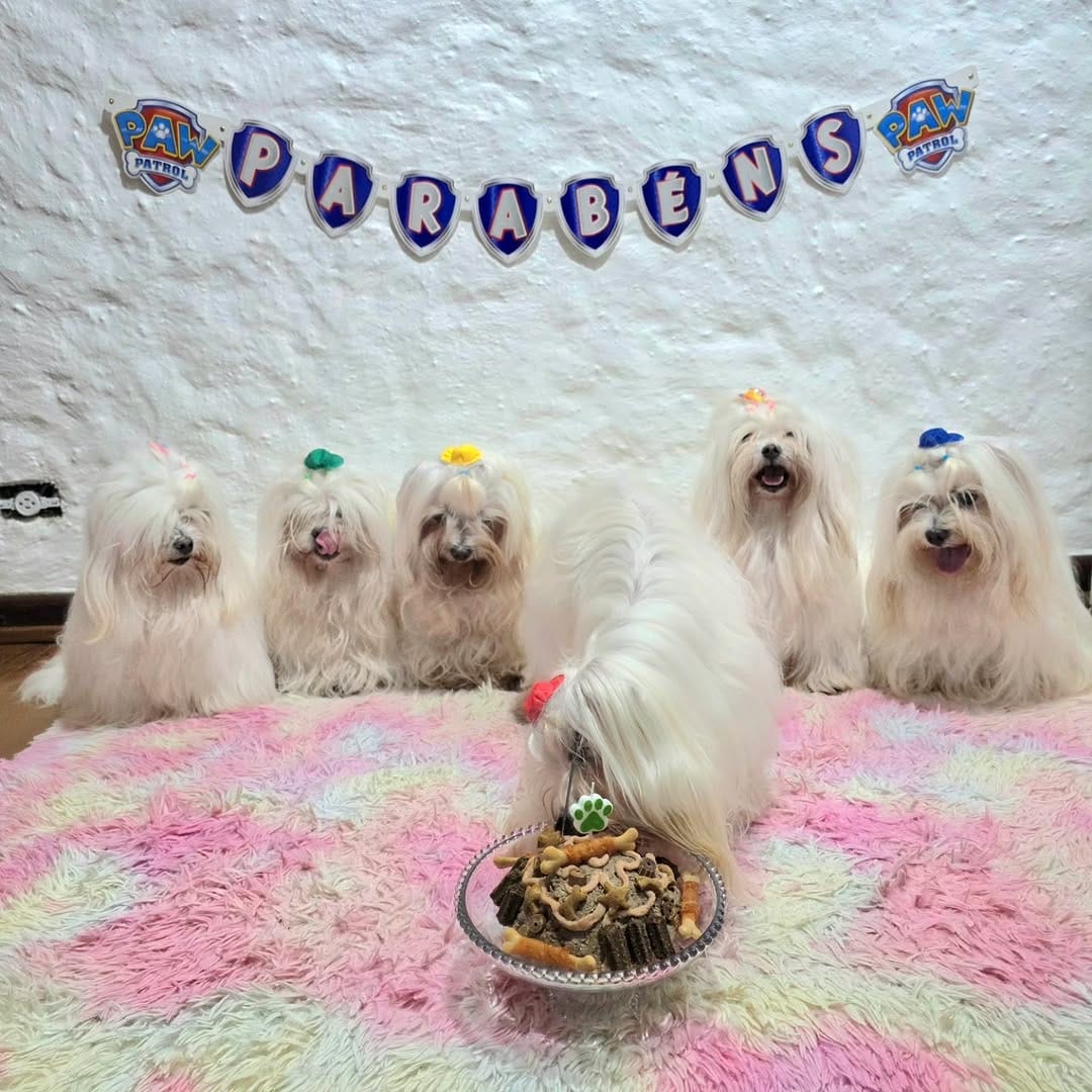 Post 7 by Beatriz Kochanski 🐶🐾💖🐩 on Instagram (carousel)