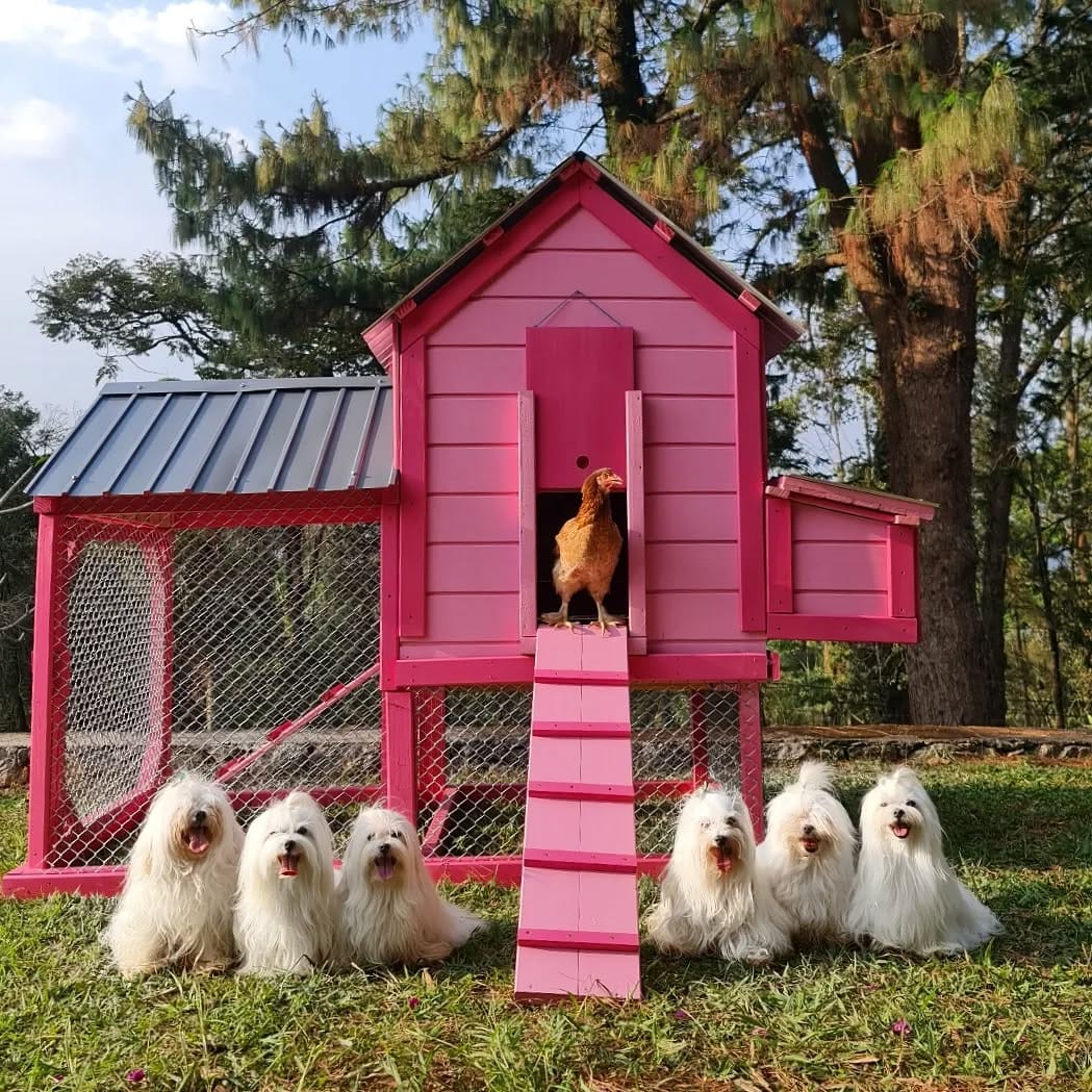 Post 10 by Beatriz Kochanski 🐶🐾💖🐩 on Instagram (image)