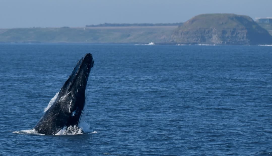 Post 1 by Wildlife Coast Cruises on Instagram (image)
