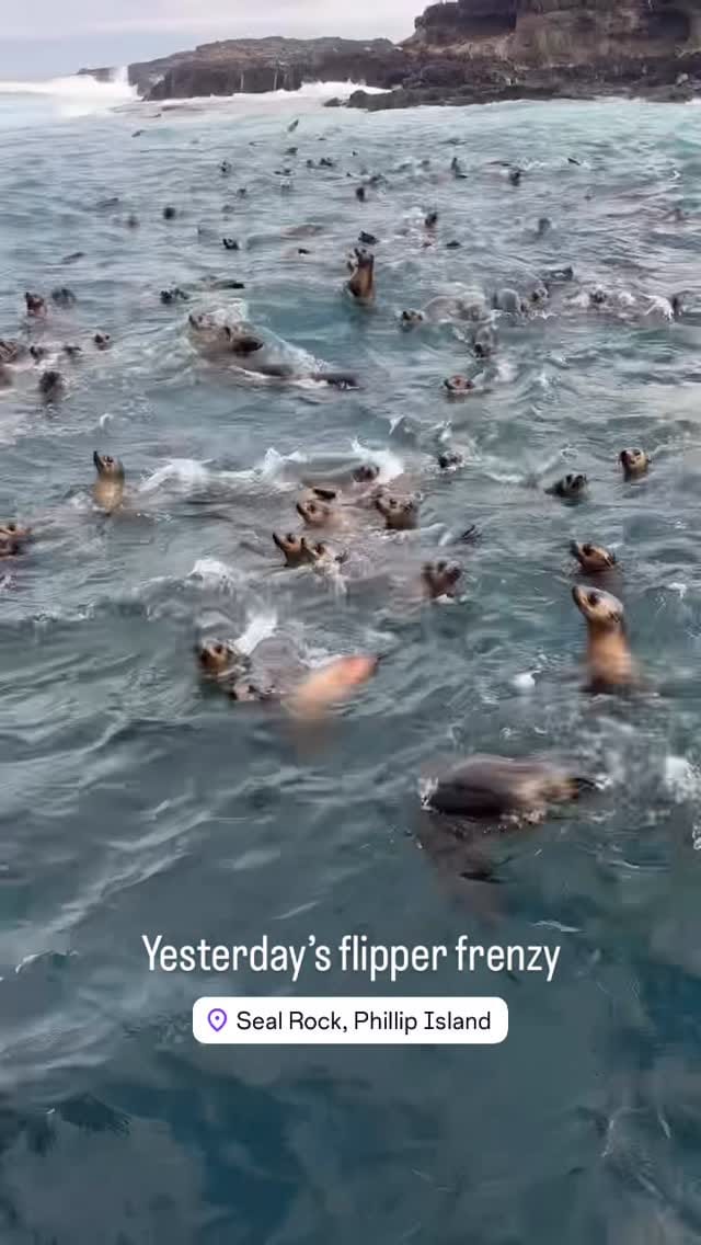 Post 3 by Wildlife Coast Cruises on Instagram (video)