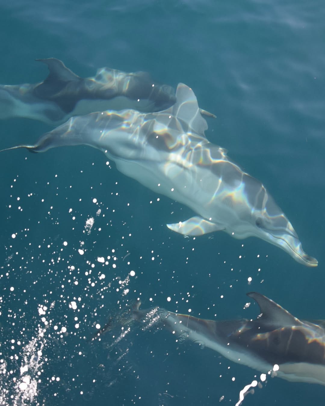 Post 6 by Wildlife Coast Cruises on Instagram (image)