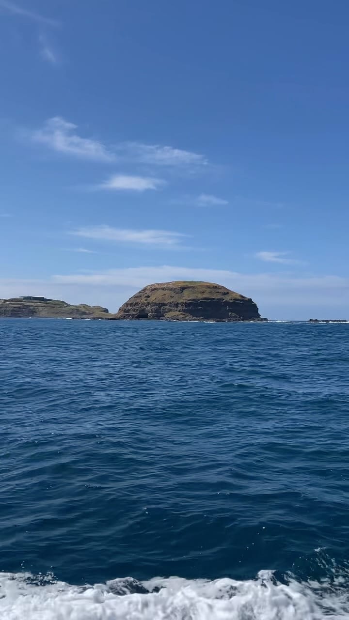 Post 8 by Wildlife Coast Cruises on Instagram (video)
