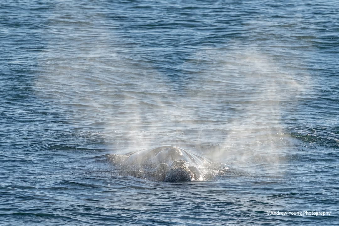 Post 5 by Wildlife Coast Cruises on Instagram (carousel)