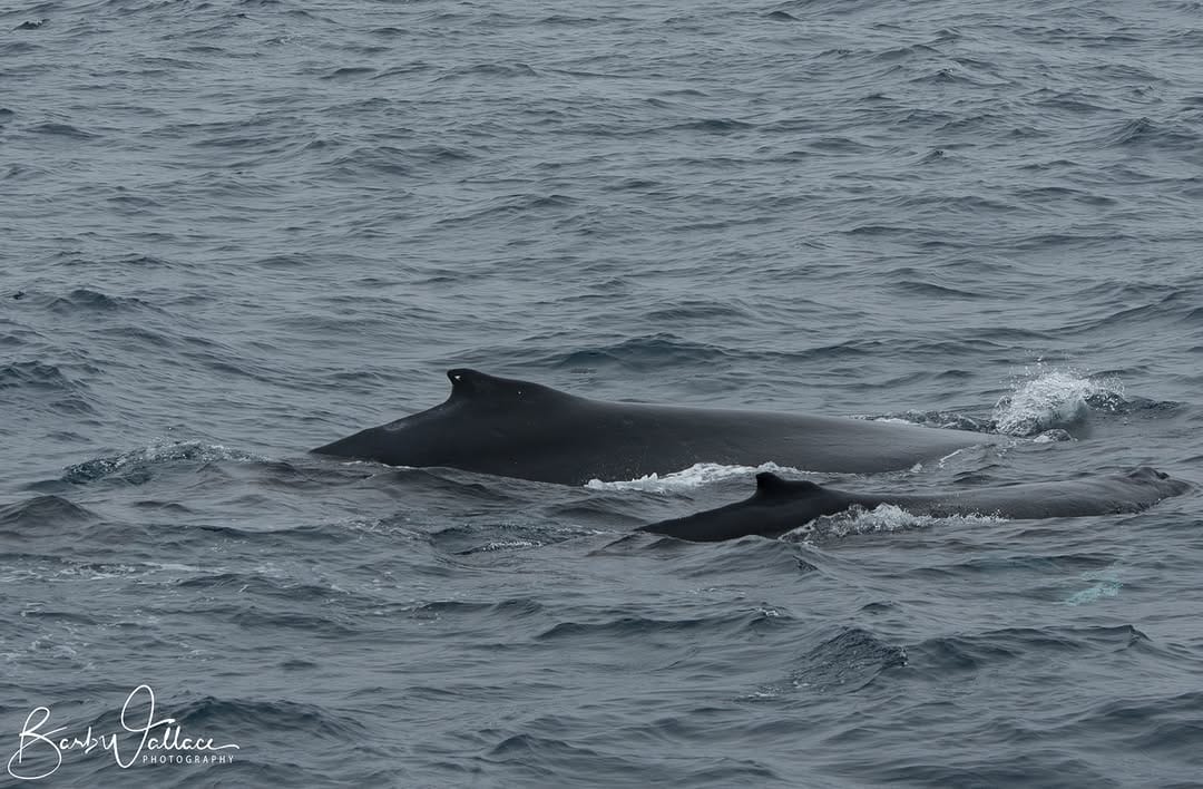 Post 9 by Wildlife Coast Cruises on Instagram (image)