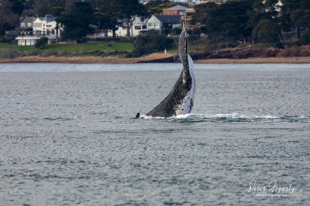 Post 2 by Wildlife Coast Cruises on Instagram (image)