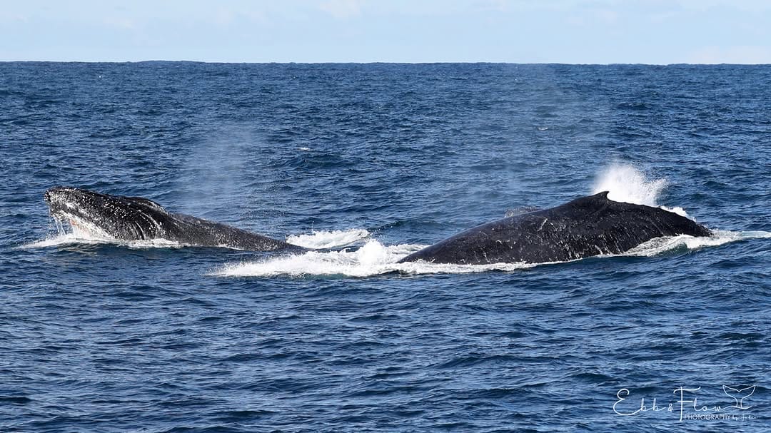 Post 7 by Wildlife Coast Cruises on Instagram (carousel)