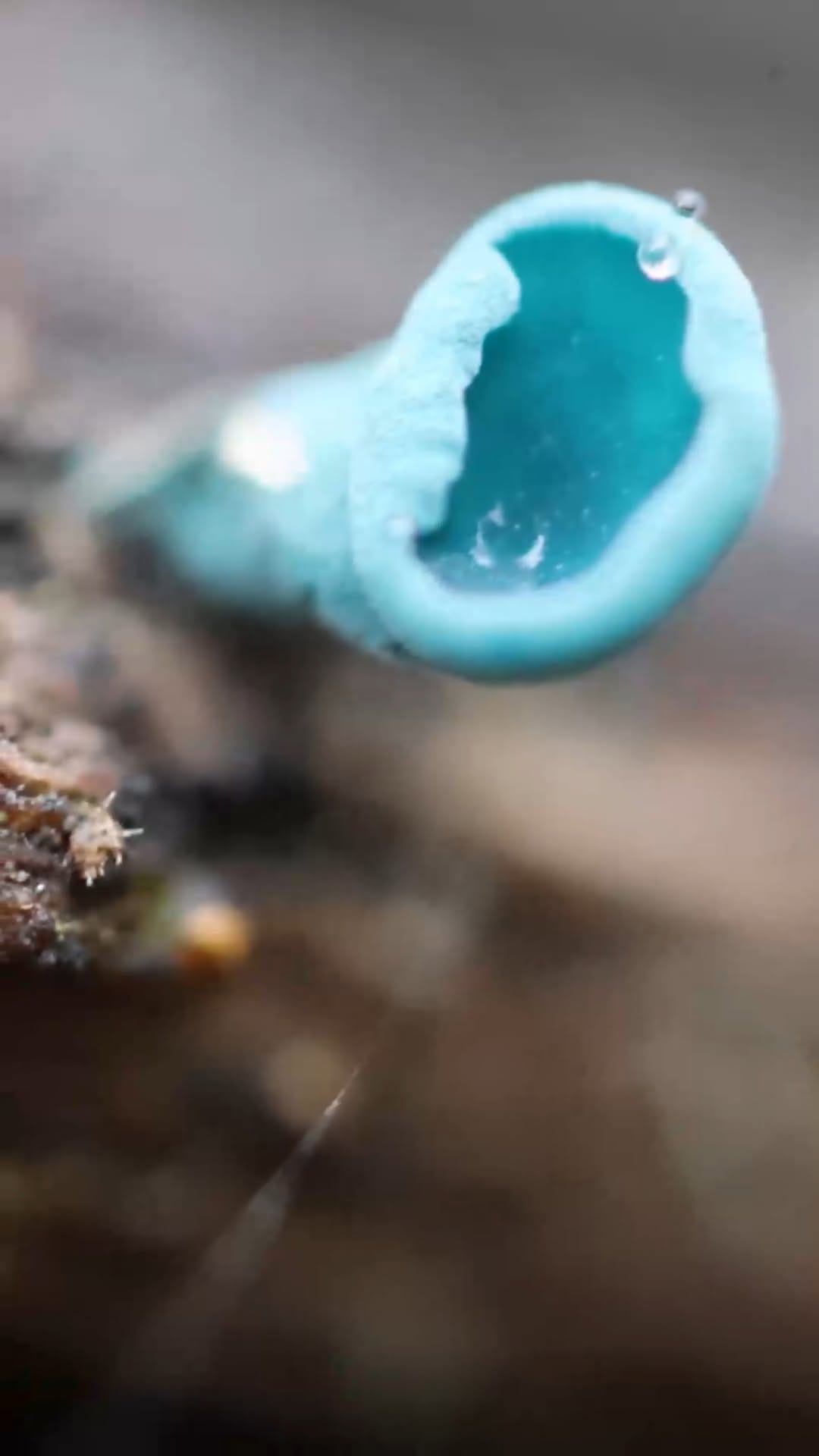 Post 3 by Francois Fourie on Instagram (video)
