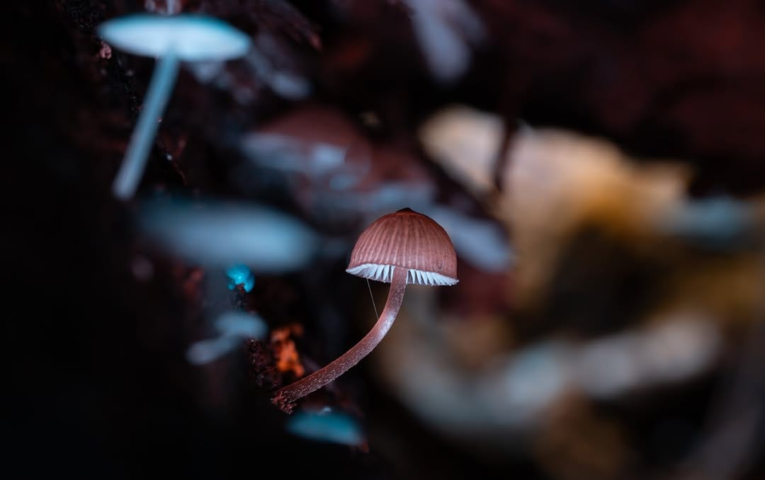 Post 8 by Francois Fourie on Instagram (image)