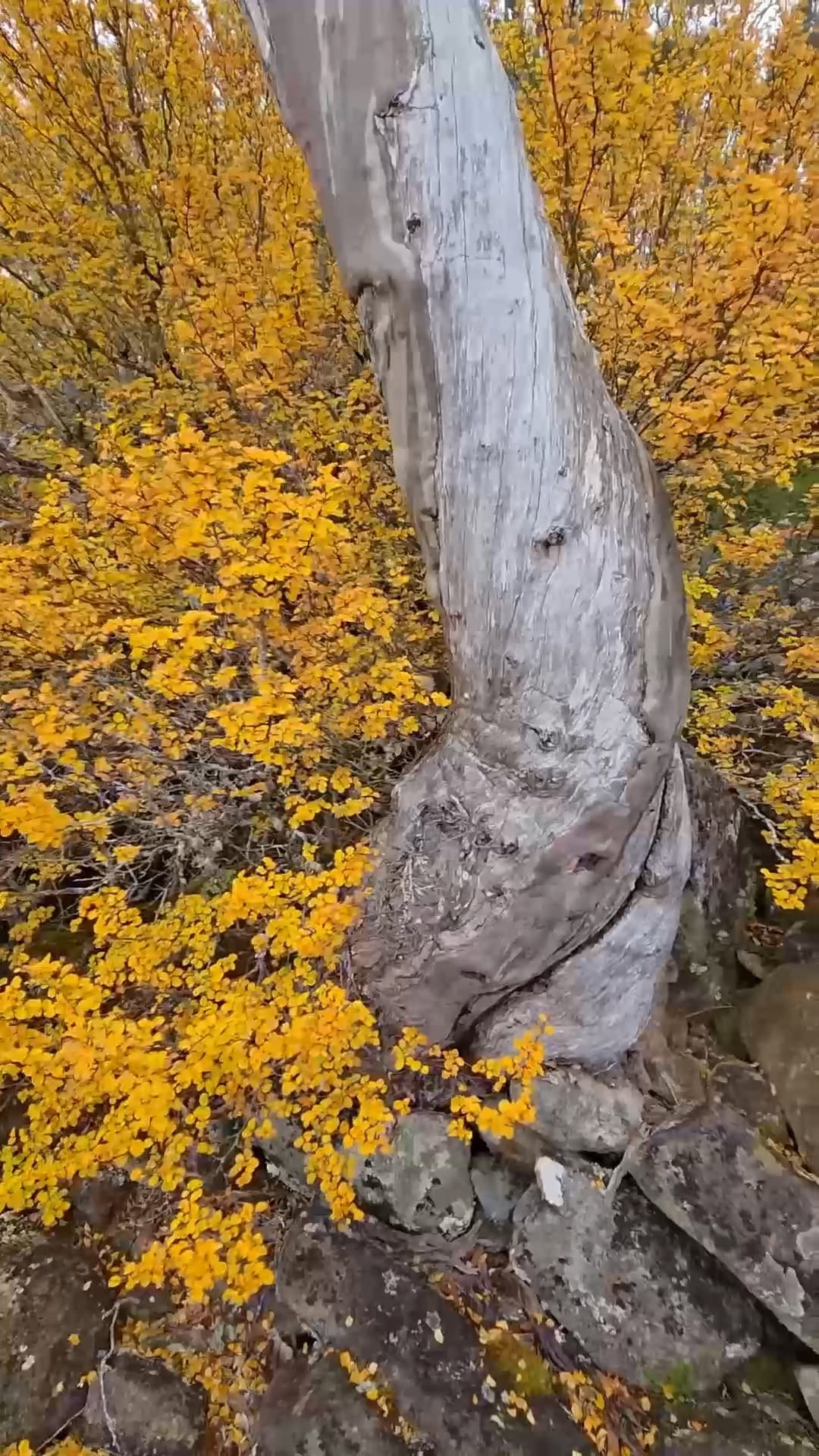 Post 4 by Francois Fourie on Instagram (video)