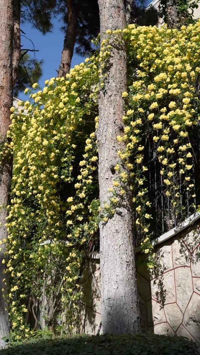 Post 1 by SEYED AMIRHOSSEIN TAMBRCHI on Instagram (video)