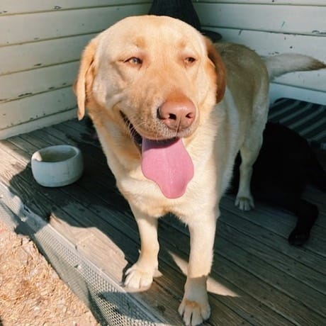 Post 2 by Flume The Labrador 🐾 on Instagram (image)