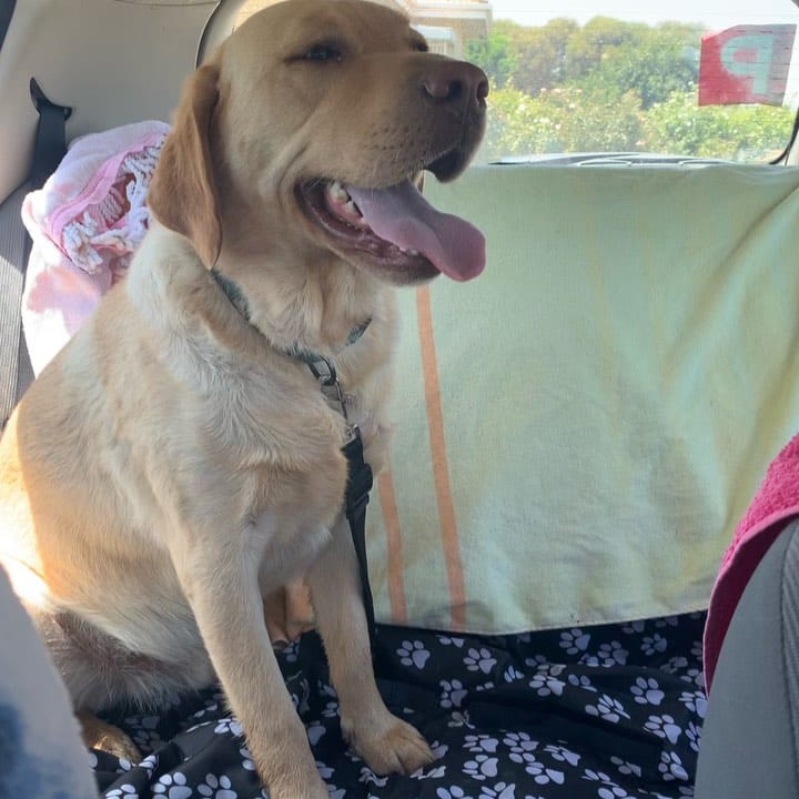 Post 3 by Flume The Labrador 🐾 on Instagram (carousel)