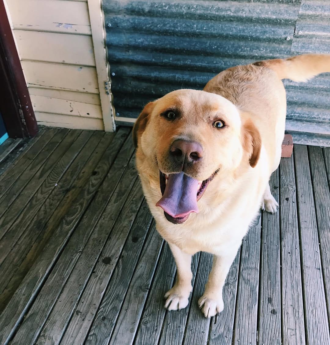 Post 1 by Flume The Labrador 🐾 on Instagram (carousel)