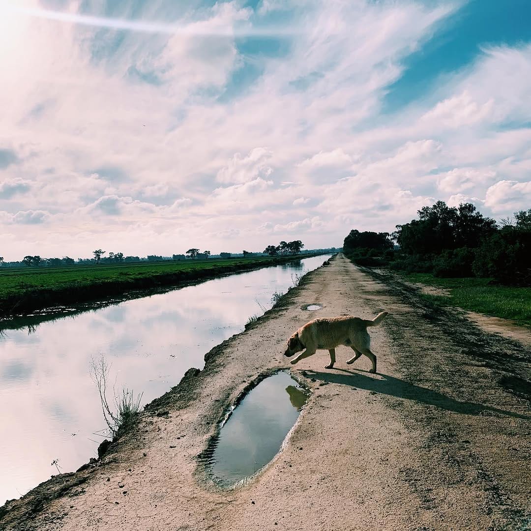 Post 4 by Flume The Labrador 🐾 on Instagram (image)