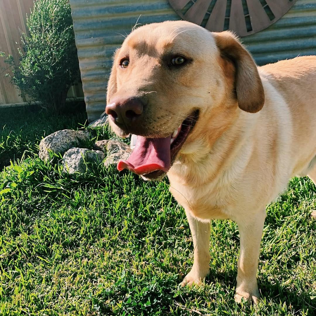 Post 8 by Flume The Labrador 🐾 on Instagram (carousel)