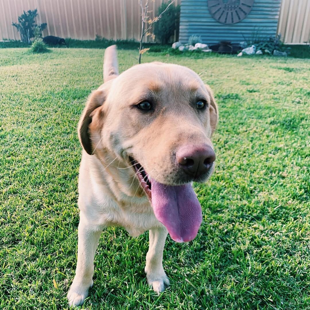 Post 9 by Flume The Labrador 🐾 on Instagram (image)