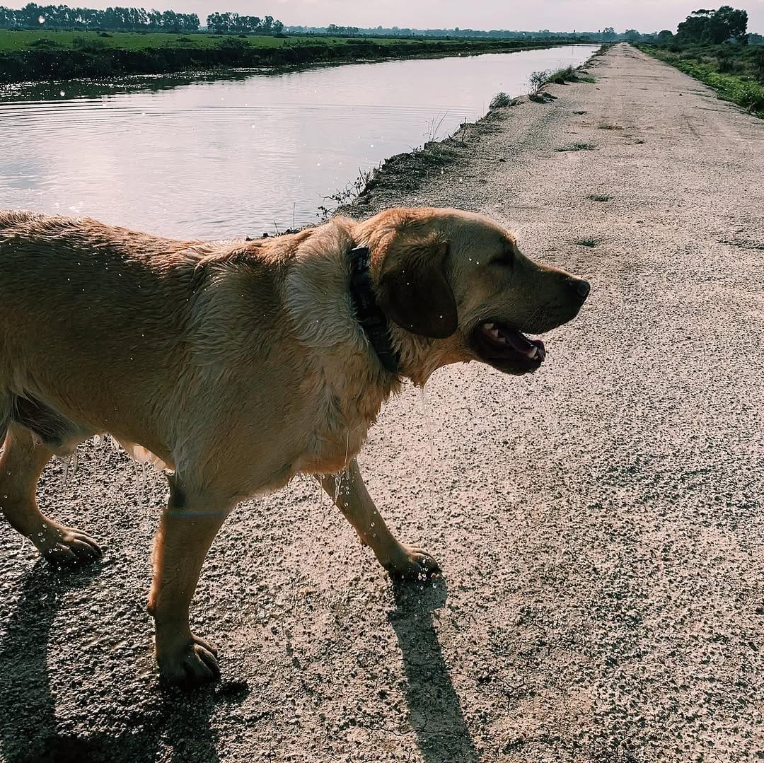 Post 5 by Flume The Labrador 🐾 on Instagram (carousel)