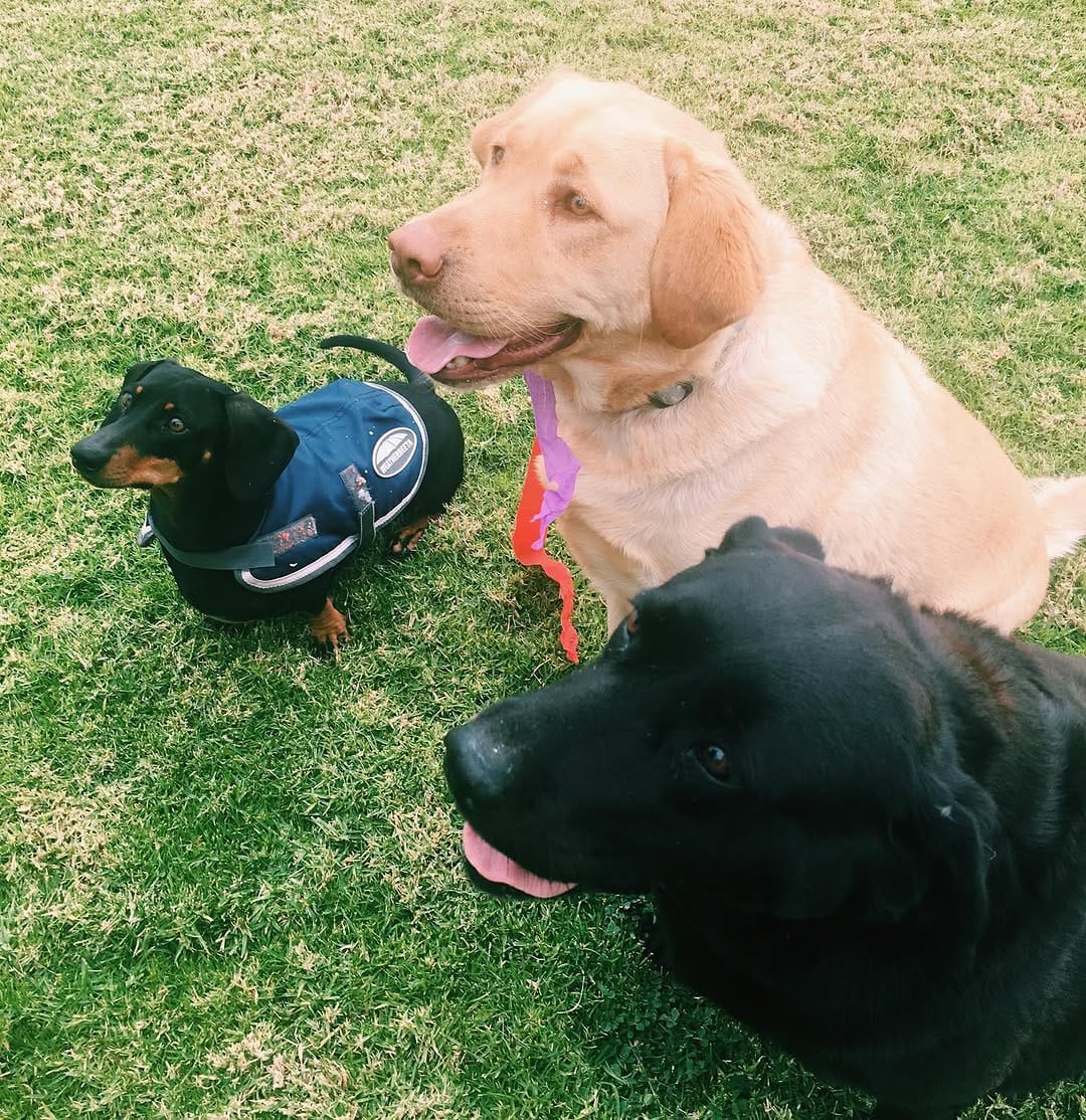 Post 7 by Flume The Labrador 🐾 on Instagram (carousel)