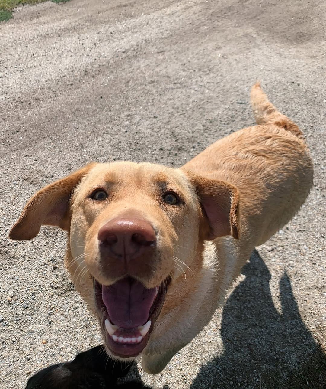 Post 10 by Flume The Labrador 🐾 on Instagram (image)